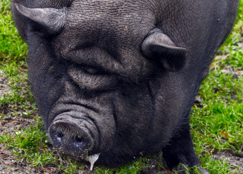 Fat belly pig store pet